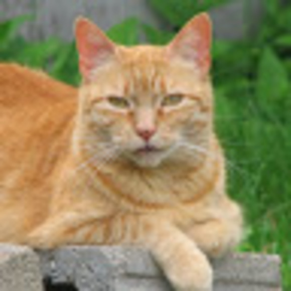 Meet your Posher, Samantha - Picture 1 of 1